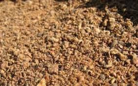 cotton seed meal